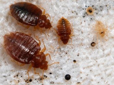 Bed Bug Detection NC SC