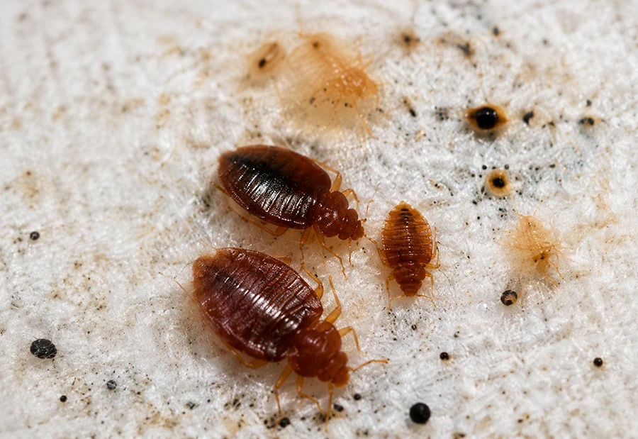 Bedbug Detection Dog NC SC