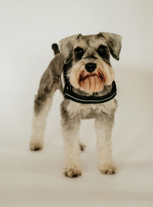 Jax 1 bed bug dog