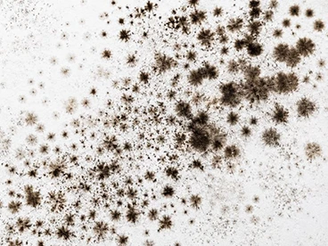 Mold Detection NC SC