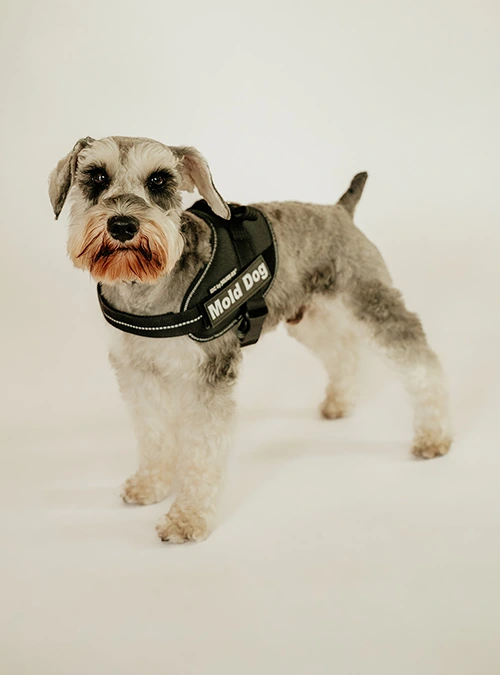 Odie 1 mold dog
