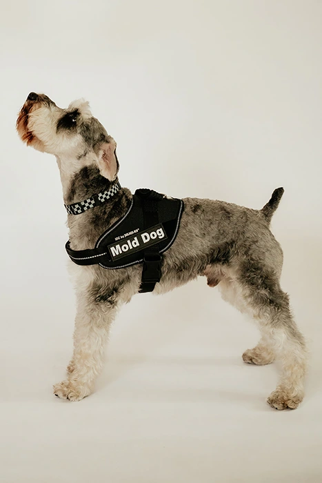 Odie 2 mold dog