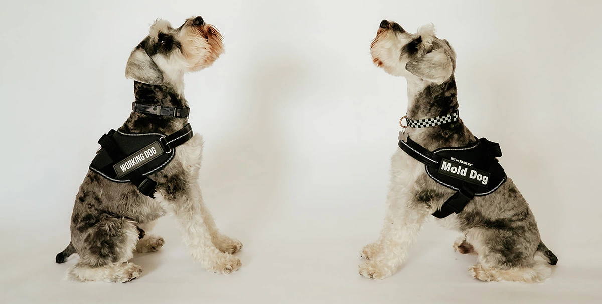 Odie and Jax 2