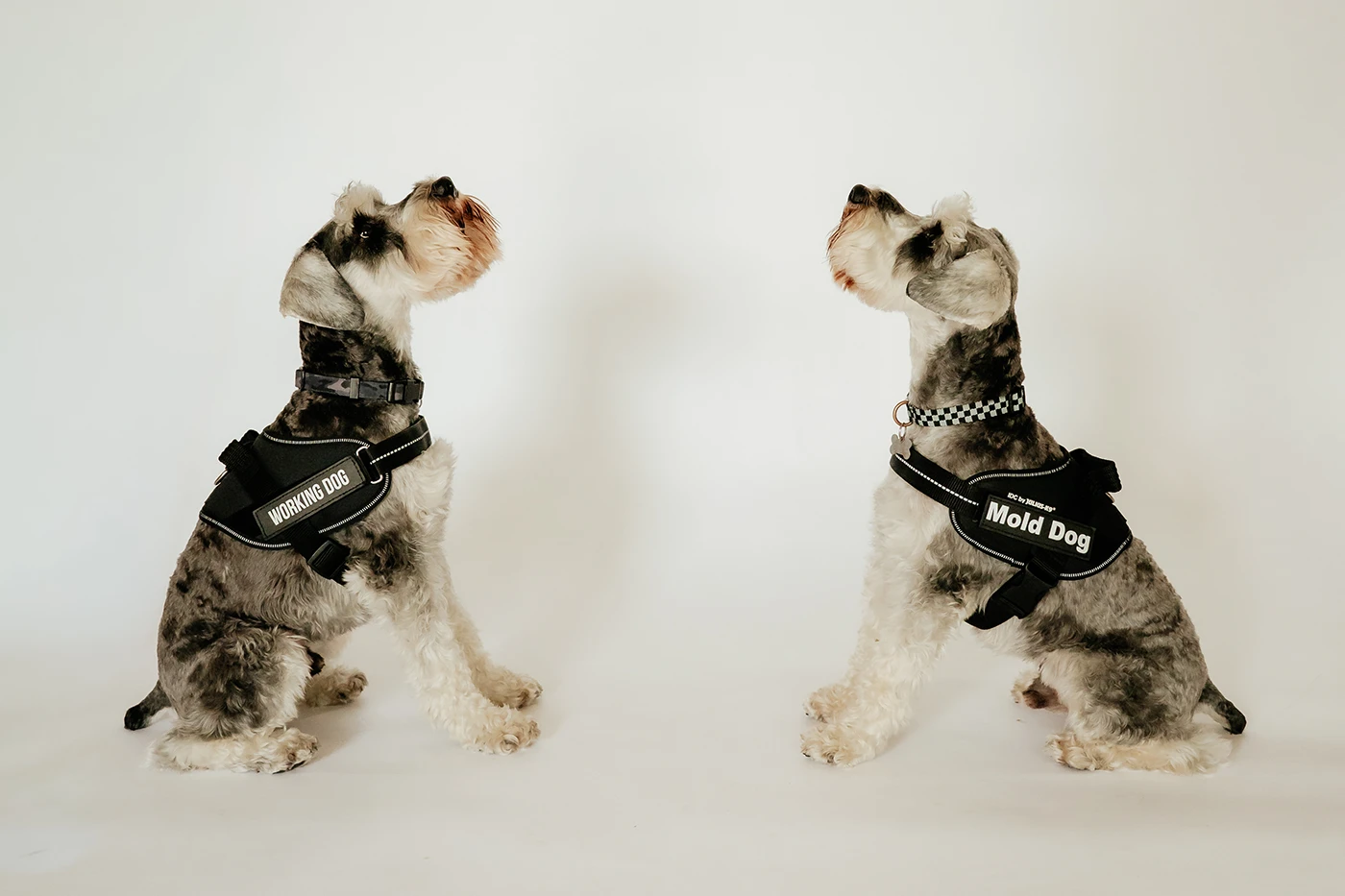 Pender County NC Jax Odie Canine Detection